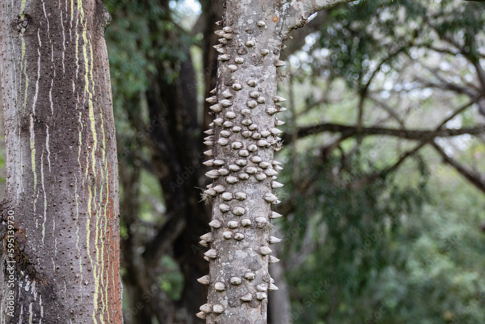 Close-up of berry-shaped fruit of Silk floss tree (Ceiba speciosa). The paineira-rosa is a beautiful Brazilian native tree with spiny trunks and very sharp aculeos.