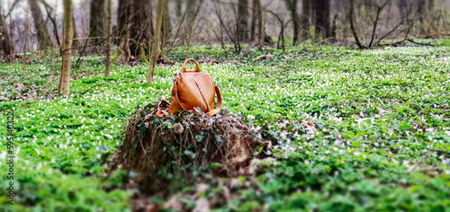Photography forest oddity