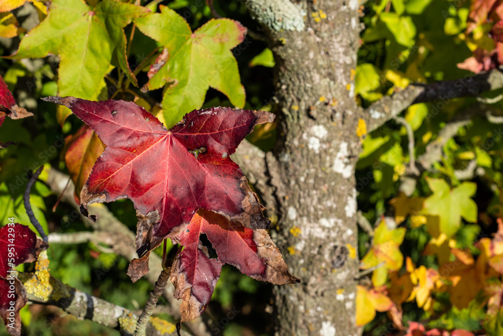 Branches of a Liquidambar styraciflua tree in autumn Branches of a Liquidambar styraciflua tree in autumn