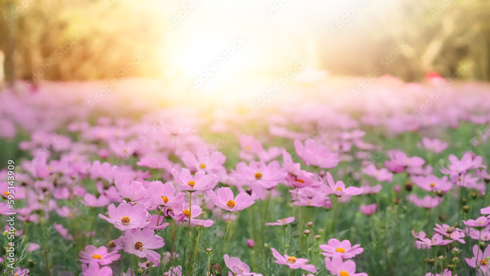 Obraz premium purple daisies. Purple flower daisy on a light violet blurred background. purple daisies. beautiful garden flowers. Forest glade with lots of white spring flowers and butterflies on a sunny day
