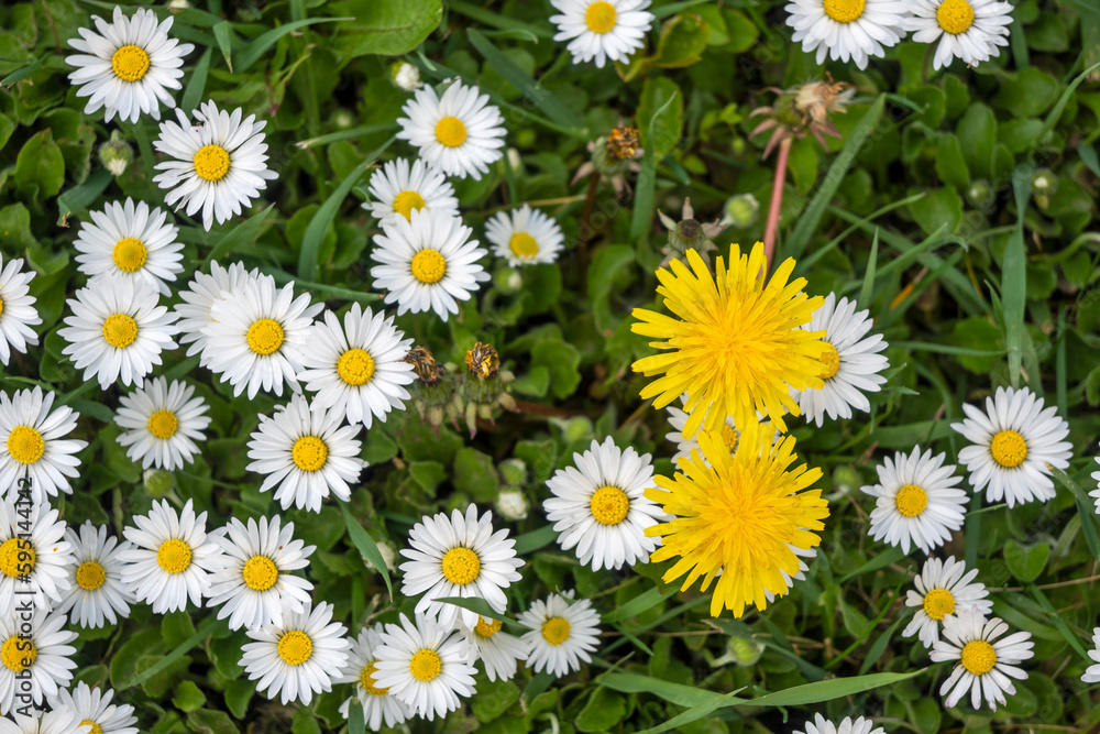 Spring flowers at South Park in city of Sofia, Bulgaria Spring flowers at South Park in city of Sofia, Bulgaria