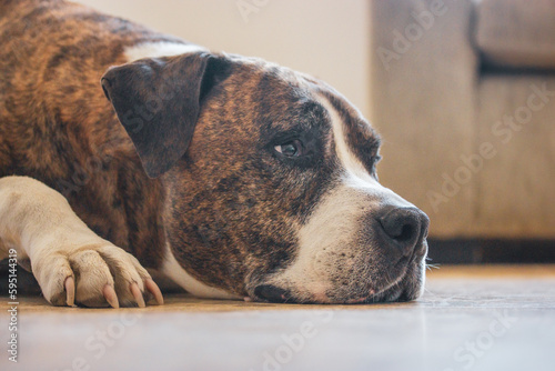 German brown white boxer lying on a floor. Bid breed of short-haired service clever dog. Gorgeous canine domestic animal with sad muzzle expression resting indoors. Home guard. A pet is sad longing.