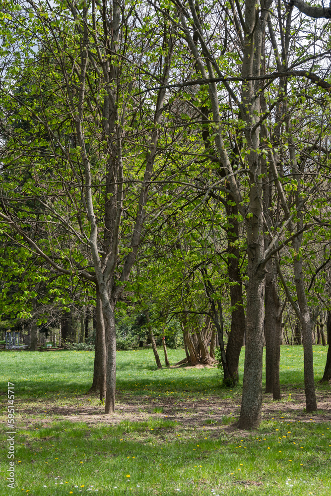 Spring flowers at South Park in city of Sofia, Bulgaria Spring flowers at South Park in city of Sofia, Bulgaria