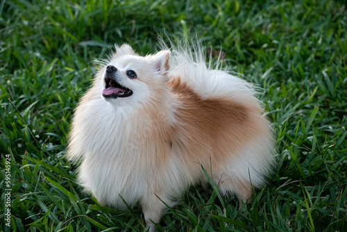 German Spitz dog playing in a city square at golden hour