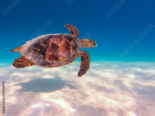 Green hawksbill Sea Turtle Swimming near the white sandy bottom of a Maldives atoll