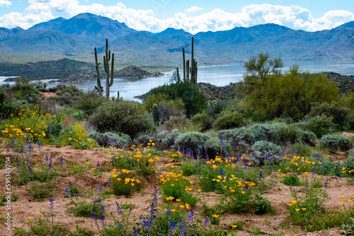 Fototapeta Naklejka Na Ścianę i Meble -  wildflowers saguaro at lake