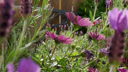 Purple daisy flowers in spring  photo