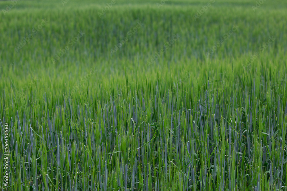 green wheat field as a textured nature background