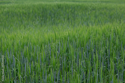 green wheat field as a textured nature background
