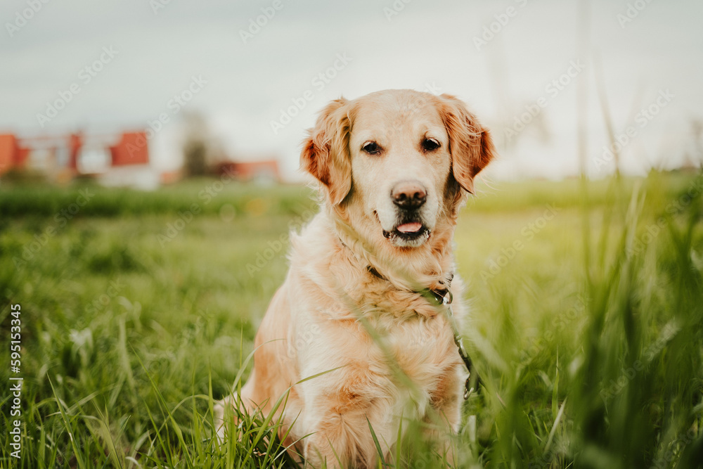 golden retriever family dog portrait on grass