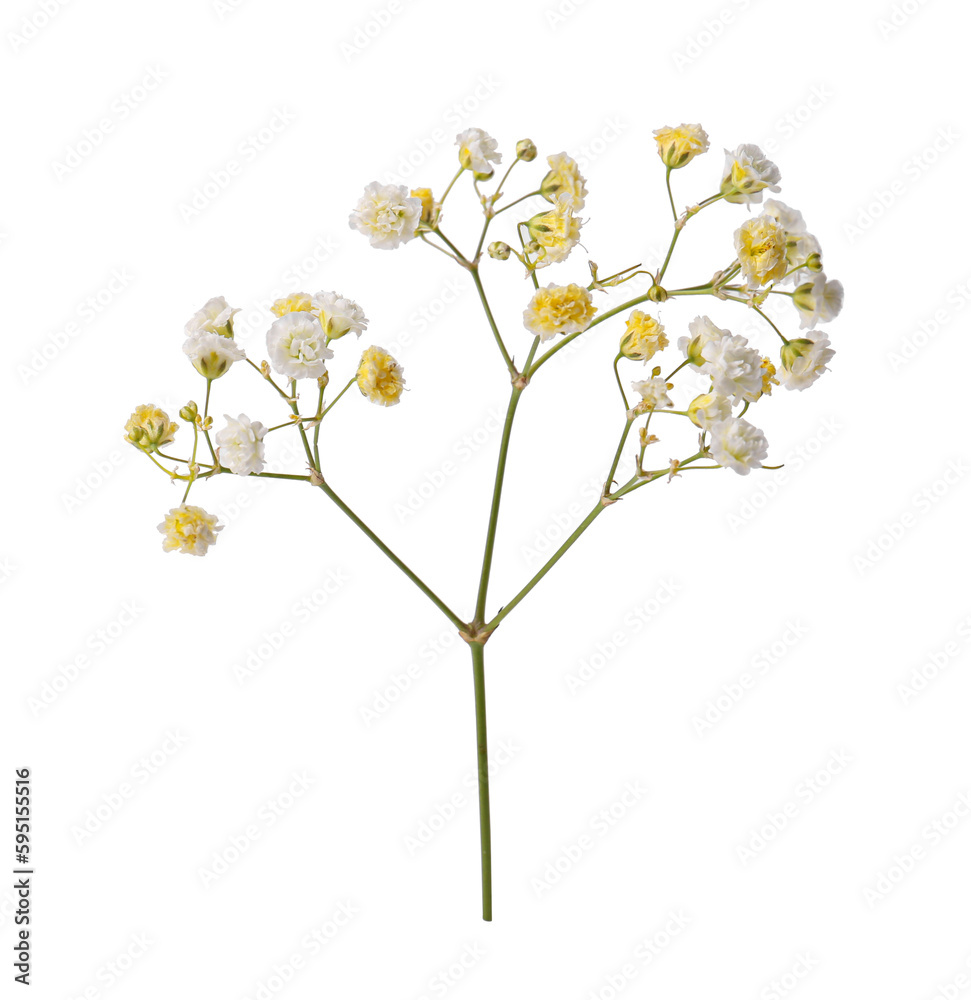 Beautiful color gypsophila twig isolated on white