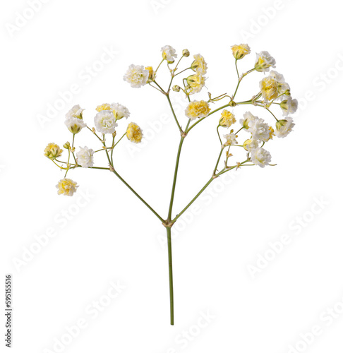 Beautiful color gypsophila twig isolated on white
