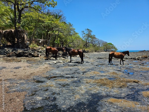 In Costa Rica, majestic wild horses gallop along the sandy beaches, their manes and tails whipping in the salty sea breeze, creating a breathtaking sight that stirs the soul..