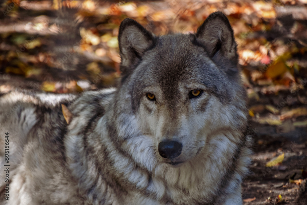 gray wolf in the forest

