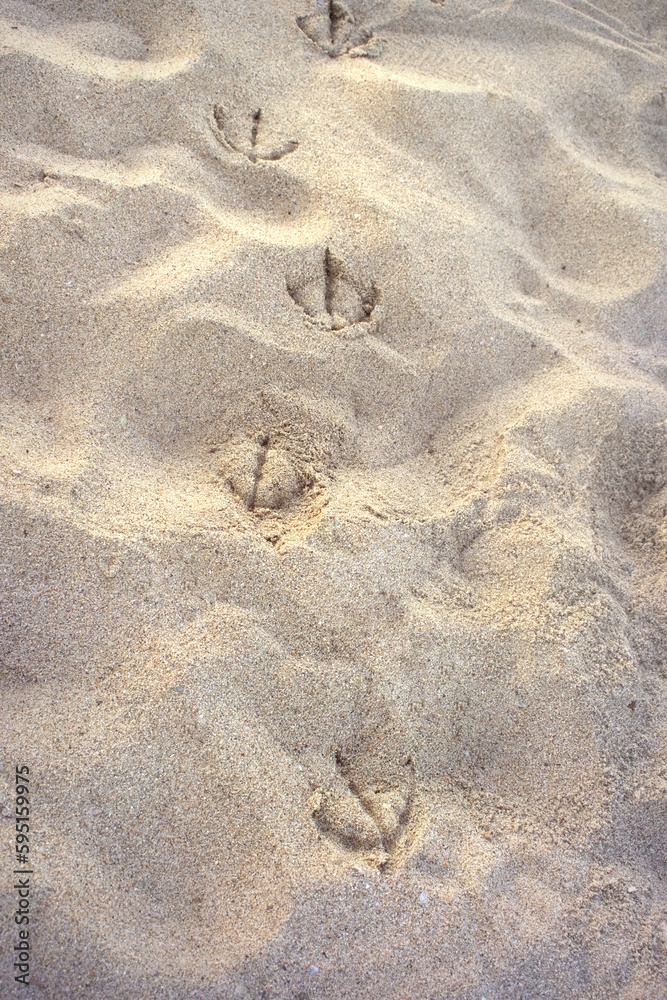 seagull tracks on summer texture beach sand seagull tracks on summer texture beach sand