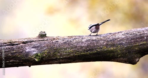 Long-Tailed Tit Aegithalos Caudatus little beautiful bird eating larvae worms and seeds on a tree branch slow motion