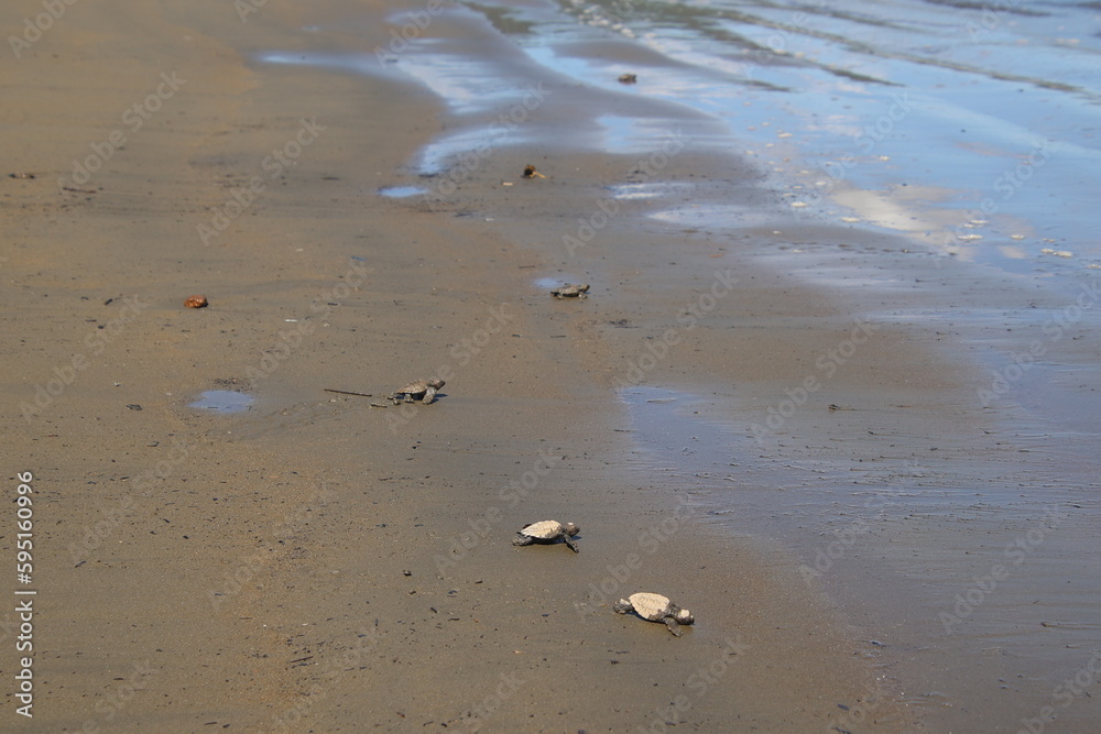 New born turtles going back to the ocean for the first time in Costa Rica New born turtles going back to the ocean for the first time in Costa Rica
