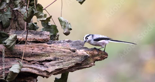 Long-Tailed Tit Aegithalos Caudatus little beautiful bird eating larvae worms and seeds on a damaged bark and flying away scared slow motion