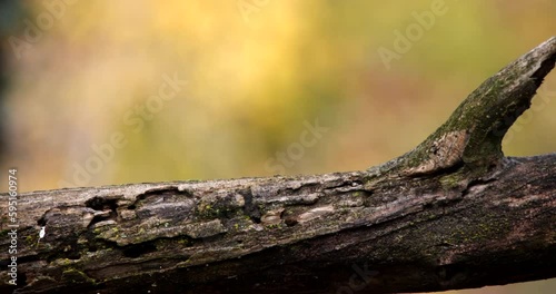 Great Tit Parus Major small bird isolated perched on a tree branch and jumping slow motion