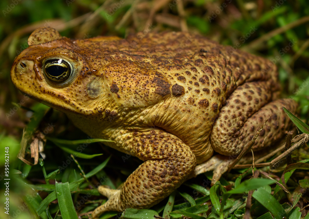 Rhinella horribilis: the most common toad in Colombia