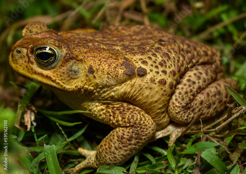 Rhinella horribilis: the most common toad in Colombia