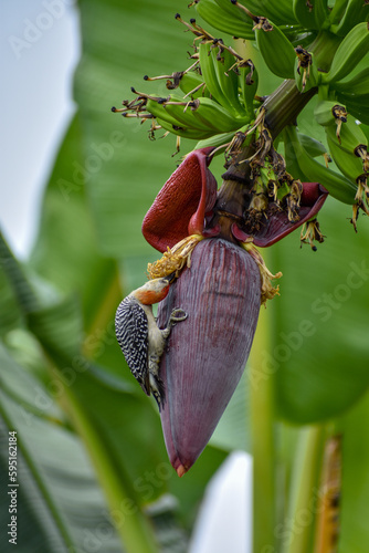 Melanerpes rubricapillus in a banana tree photo