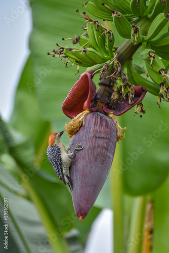Melanerpes rubricapillus eating photo