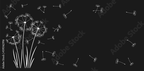 Dandelion with flying seeds engraved banner, background. Abstract flowers dandelions stylized plants. Botany floral etching template design, advertising poster or card, cover invitation, stamp print