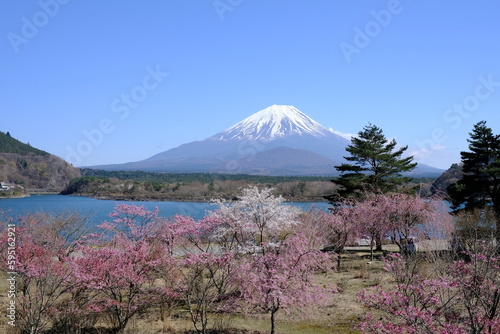 【山梨県】桜満開 精進湖と富士山 © taroq