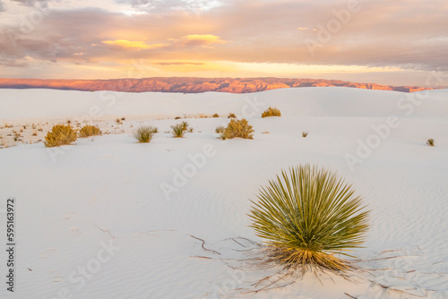 USA, New Mexico, White Sands National Monument. Sand dunes and yucca cactus.