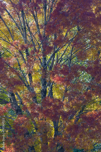 USA  Washington State. Near Preston fall colored tree in bronze tones
