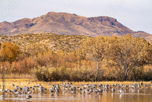 USA, New Mexico, Bosque Del Apache National Wildlife Refuge. Sandhill cranes roosting.