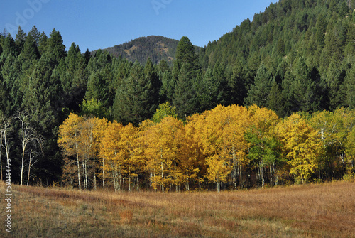 Montana Aspen