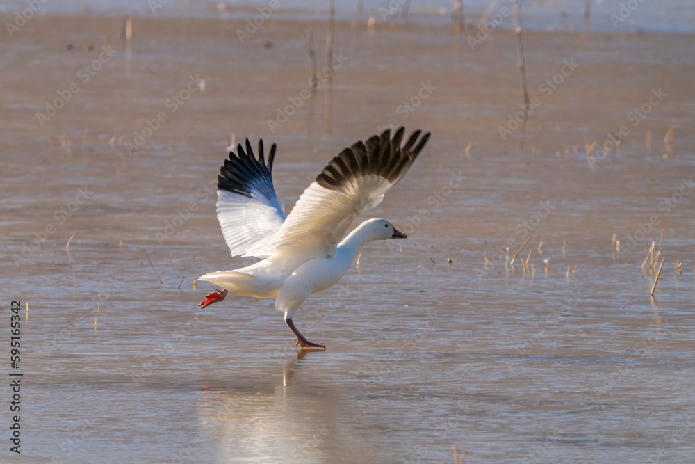 USA, New Mexico, Bosque Del Apache National Wildlife Refuge. Snow goose taking off from ice.