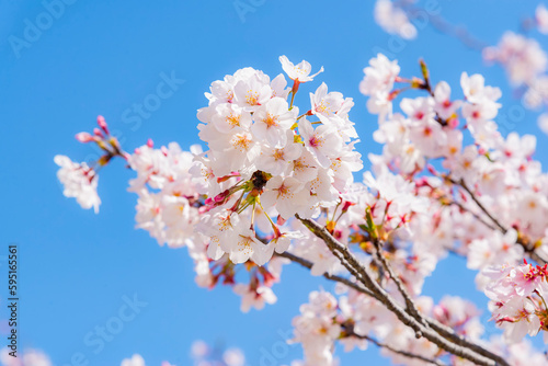 Somei Yoshino Sakura full bloom in Spring with BLue sky background, Japan photo