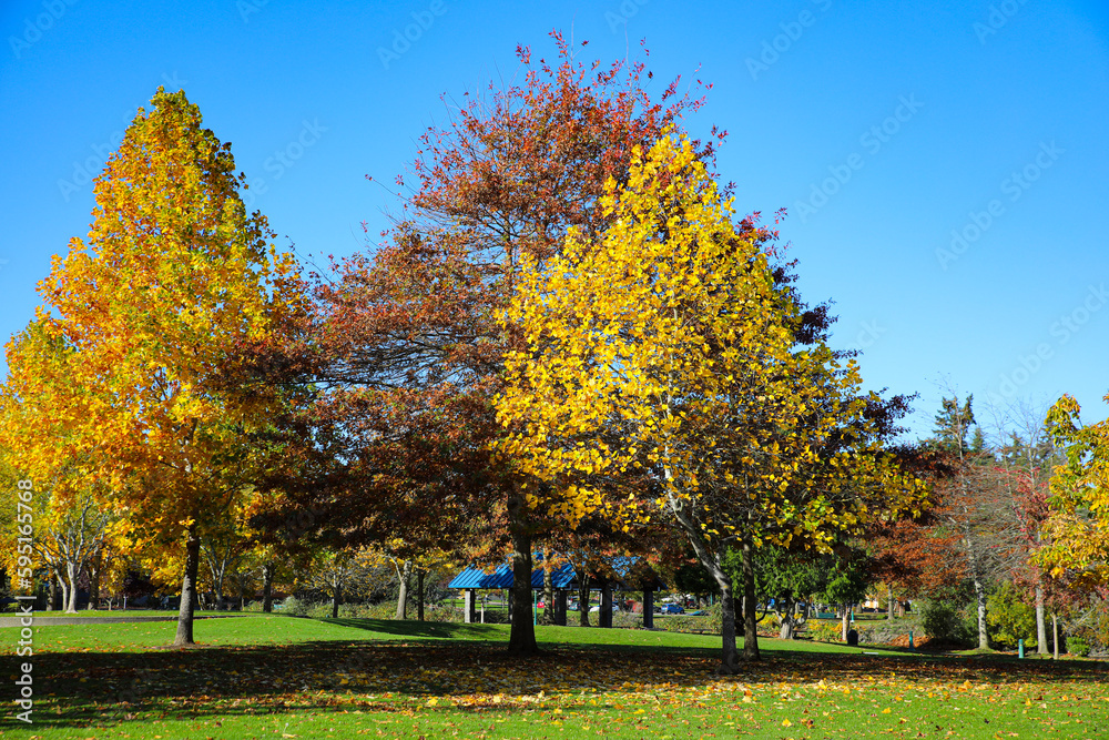 Bremerton, Washington State, USA. Yellow cottonwood tree