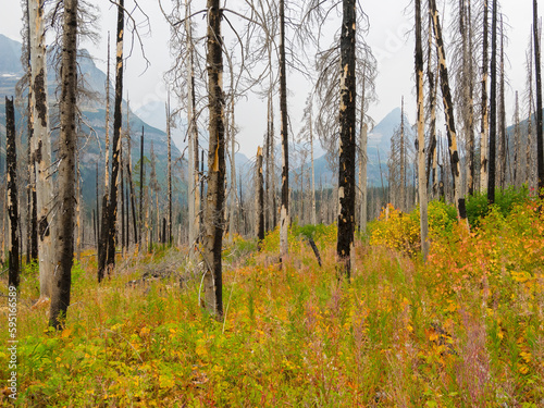 Montana, Glacier National Park. Fire burned trees and fall colored understory