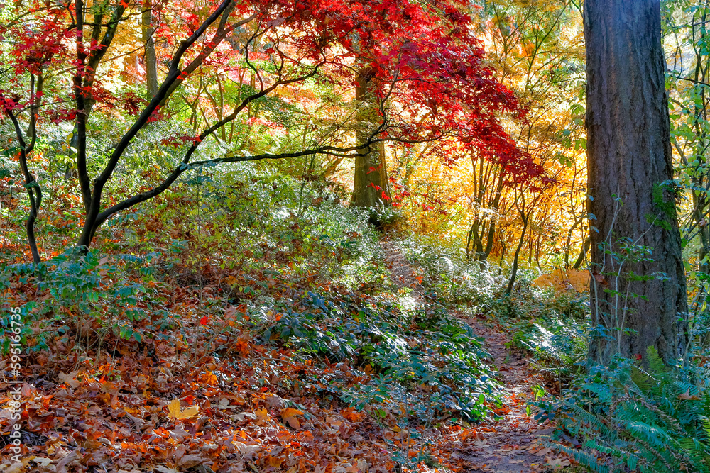 USA, Washington State, Seattle, Washington Arboretum with fall color on Japanese Maple trees