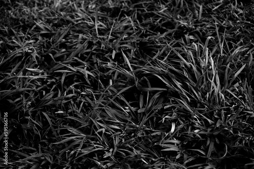A black and white grass on a city square at day.