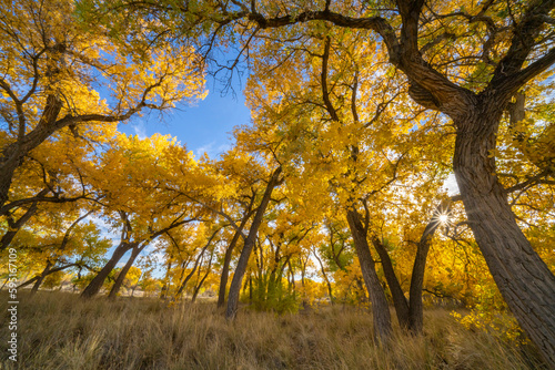 USA, New Mexico, Sandoval County. Cottonwood trees in autumn. photo