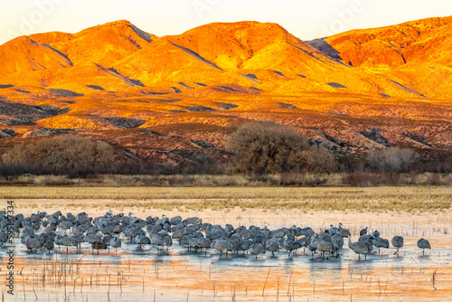 USA, New Mexico, Bosque Del Apache National Wildlife Refuge. Sandhill cranes roosting on ice at sunrise.