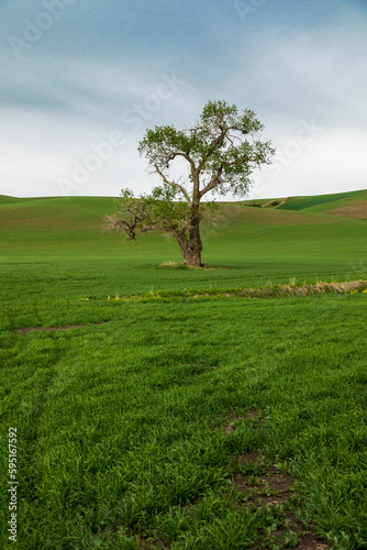 USA  Washington State  Whitman County  Palouse. Lone tree in a field.