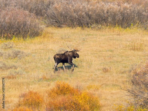 Wyoming, Grand Teton National Park. Willow Flats, bull moose