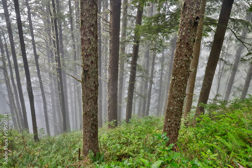 USA  Oregon. Lookout State Park with fog amongst Sitka spruce forest