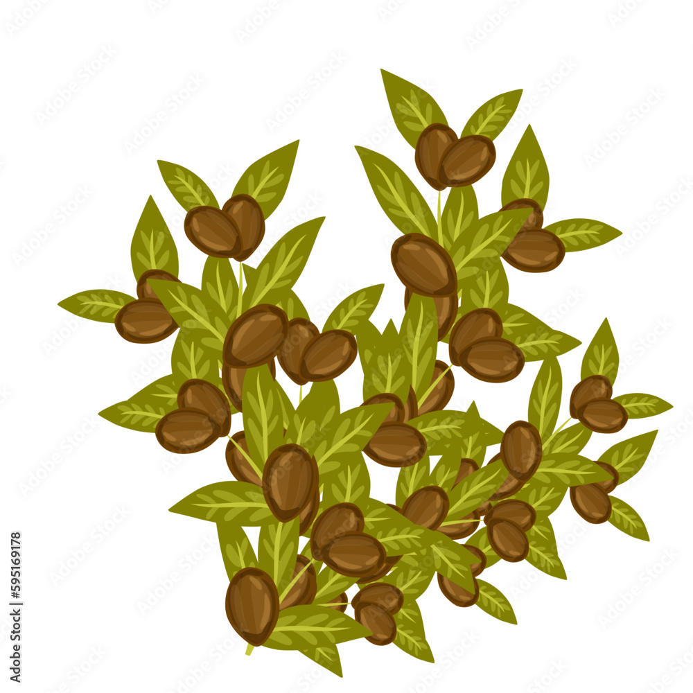 Jojoba plant illustration