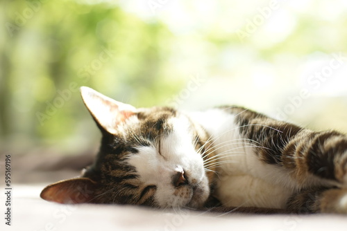 木漏れ日の中でうたた寝するキジ猫