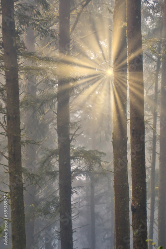 USA  Oregon. Lookout State Park with fog and sun breaking through amongst Sitka spruce forest