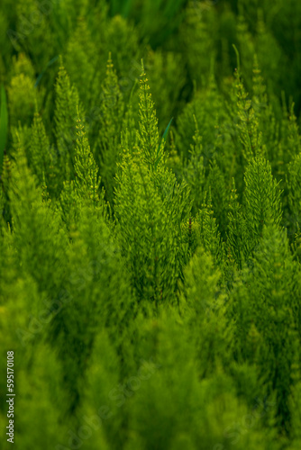 USA, Washington State, Whitman County, Palouse. Green plants.