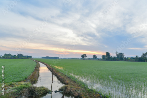 Rice fields and water canals in the morning with the morning light on the beautiful sky.
