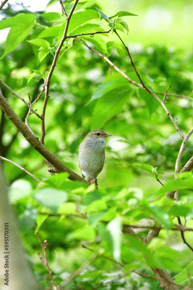 Fototapeta premium 春の公園や雑木林で美しい声で囀る身近な野鳥ウグイス